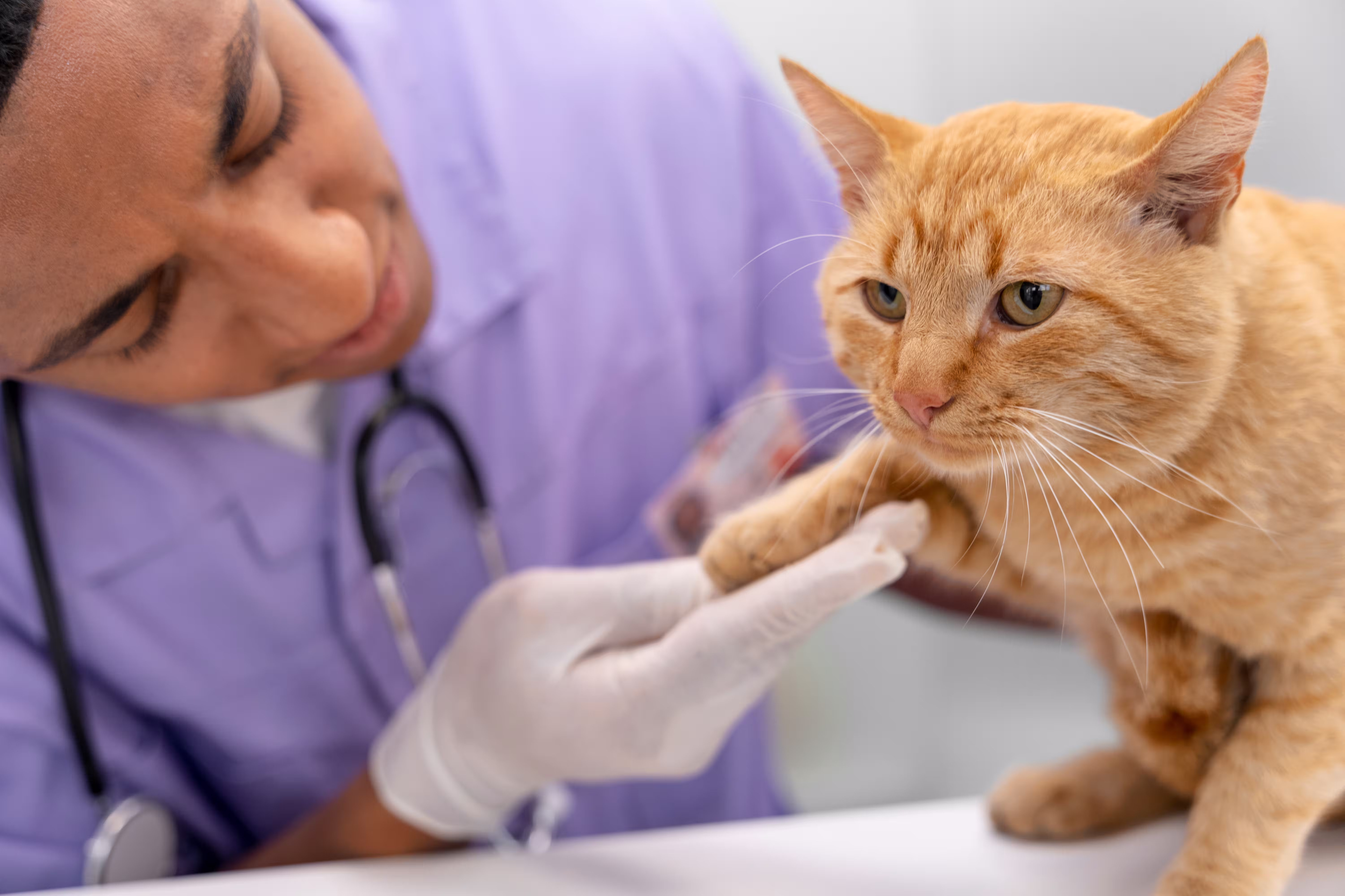 Veterinarian performing a close-up checkup for a pet